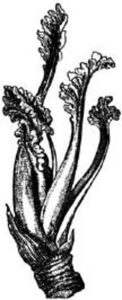 black and white illustration of sea kale leaves growing from a stem